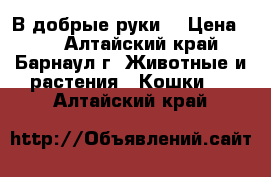 В добрые руки. › Цена ­ 0 - Алтайский край, Барнаул г. Животные и растения » Кошки   . Алтайский край